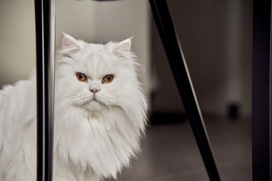 How to Groom a Persian Cat at Home
